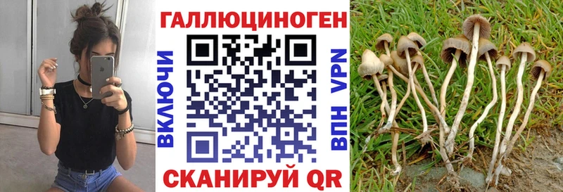 где можно купить наркотик  Жиздра  Псилоцибиновые грибы GOLDEN TEACHER 